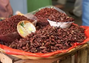 chapulines en Oaxaca